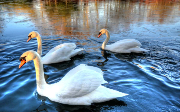 HD PC desktop wallpaper of three swans, mute swans (Animal), gliding across reflective blue water.