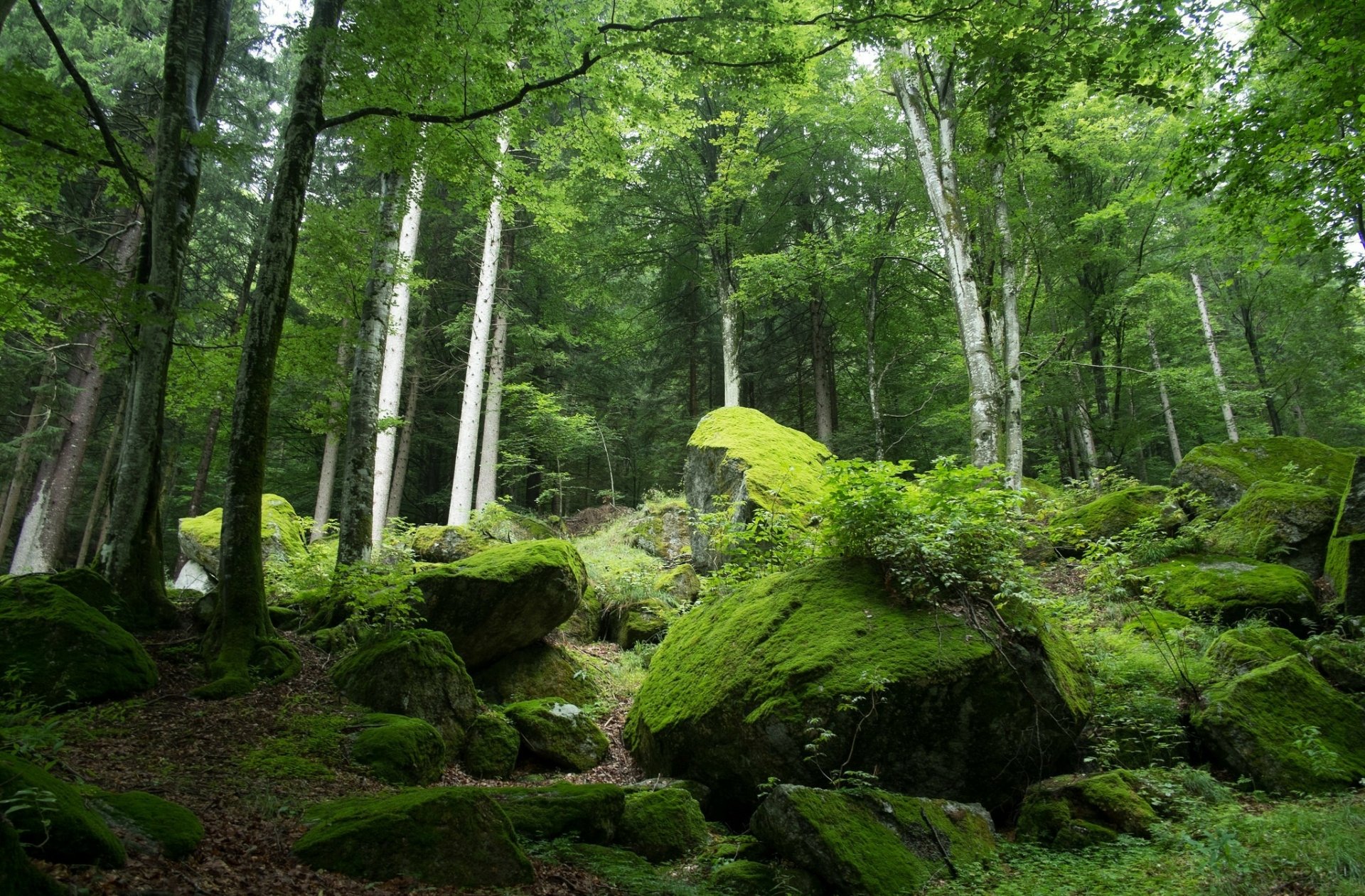 Download Nature Forest HD Wallpaper