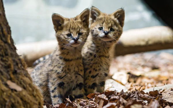 Two playful serval kittens stand amidst fallen leaves and branches, showcasing their striking spots and curious expressions in this HD desktop wallpaper.