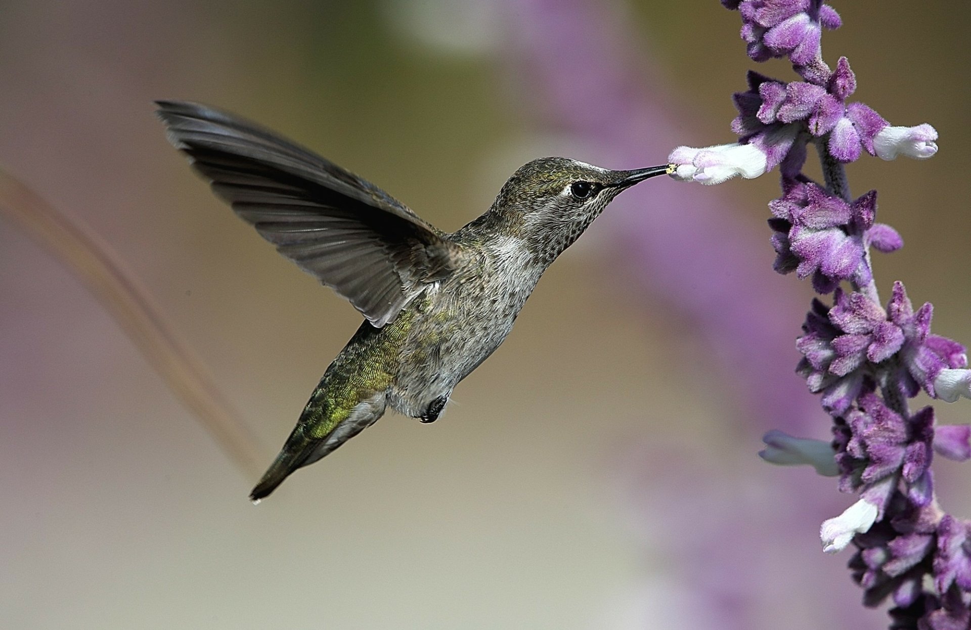 HD PC desktop wallpaper of a hummingbird in flight, an animal sipping nectar from purple flowers with sharp detail and a soft, blurred background.
