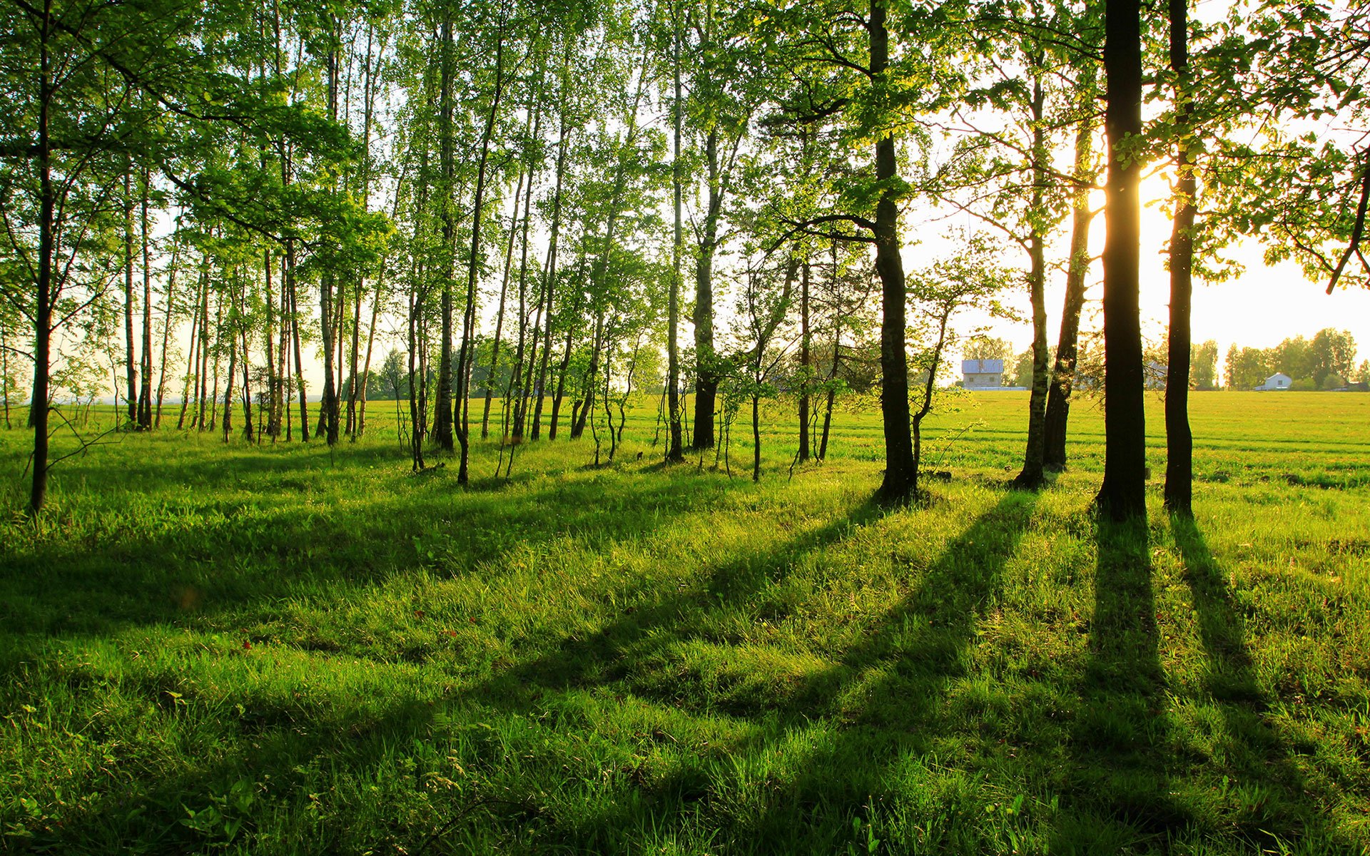 Download Nature Sunbeam HD Wallpaper