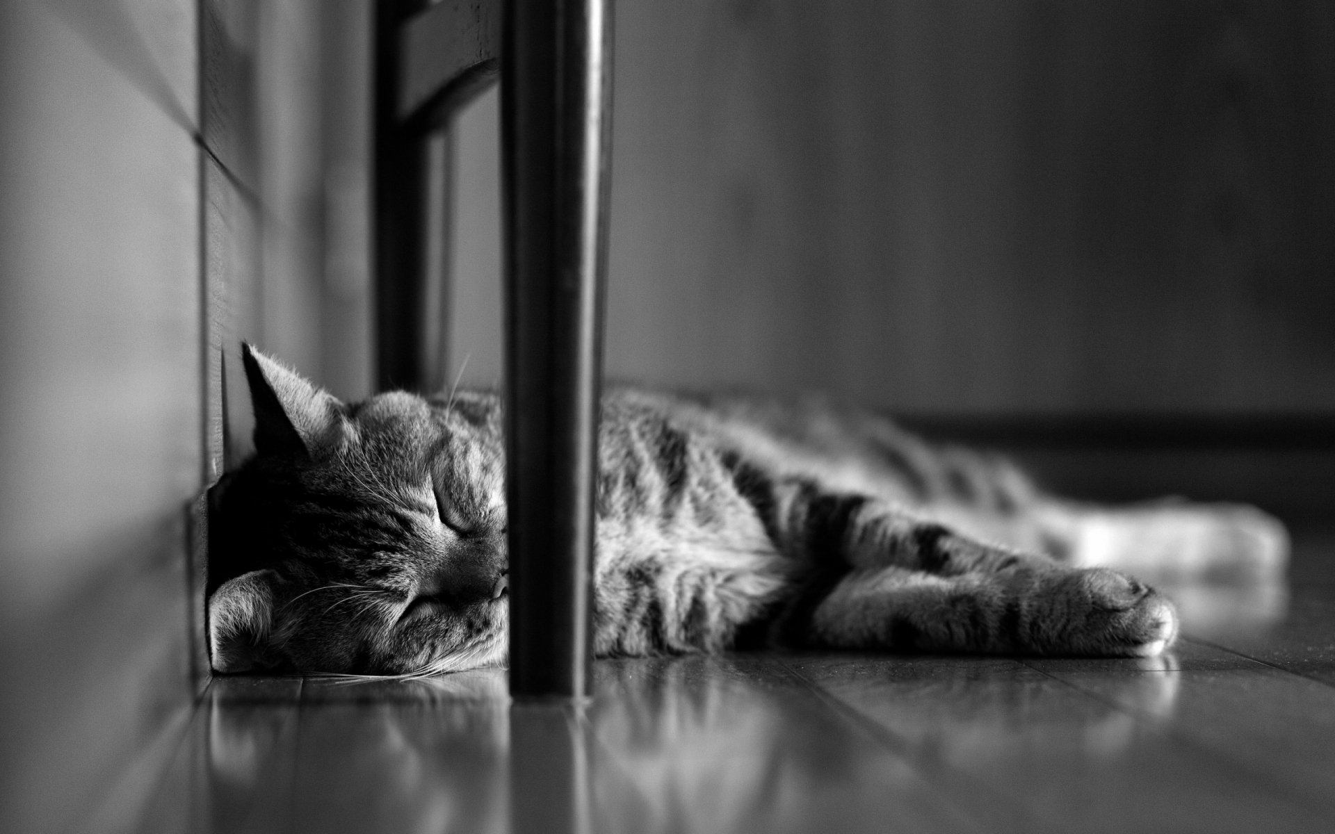 A cute cat peacefully sleeping on the floor, captured in a black-and-white HD desktop wallpaper showcasing the animal’s relaxed pose and serene atmosphere.