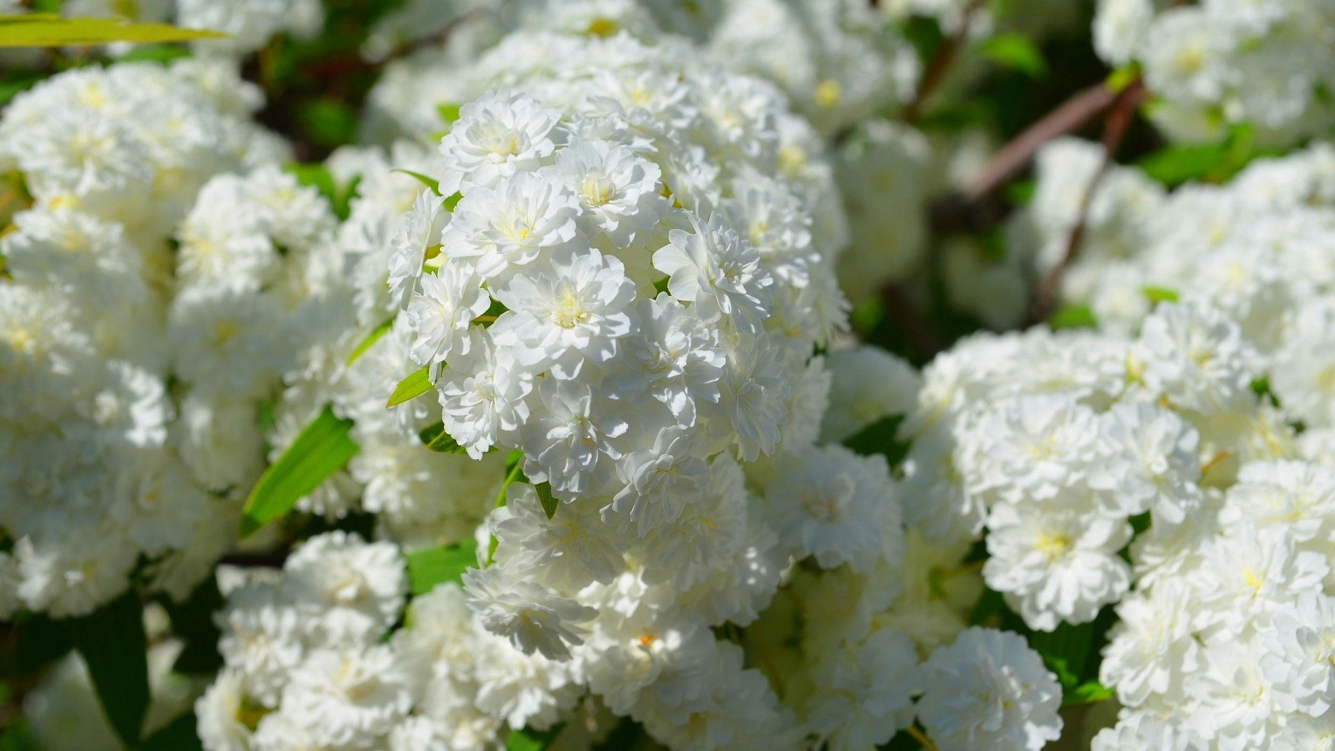 Close-up of vibrant white blossoms on a May Bush, surrounded by lush green leaves. This HD image captures the delicate beauty of nature within the Rosaceae family.