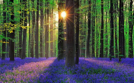 nature sunrise HD Desktop Wallpaper | Background Image