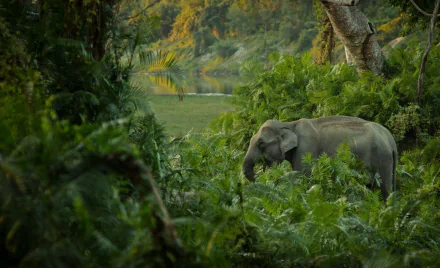 jungle Animal Asian Elephant HD Desktop Wallpaper | Background Image