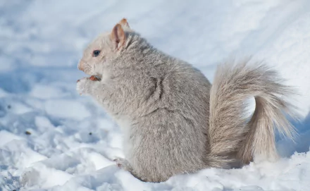 HD winter desktop wallpaper featuring a fluffy squirrel with thick fur sitting on snow, capturing a serene snowy animal scene.