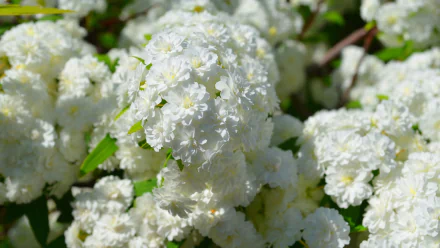 Close-up of vibrant white blossoms on a May Bush, surrounded by lush green leaves. This HD image captures the delicate beauty of nature within the Rosaceae family.