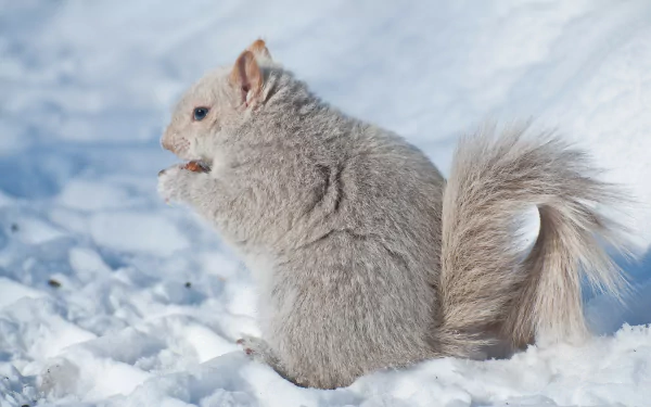 HD winter desktop wallpaper featuring a fluffy squirrel with thick fur sitting on snow, capturing a serene snowy animal scene.