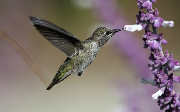 Animal Hummingbird Birds Hummingbirds Flight HD Wallpaper | Background Image