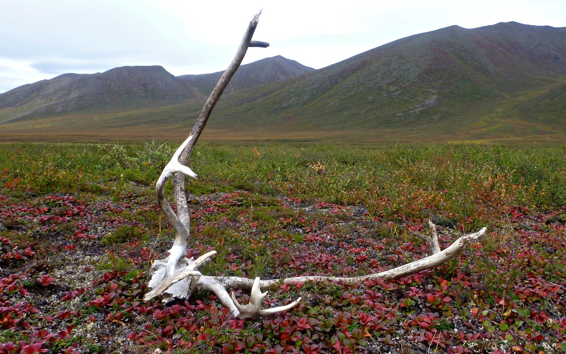 Download Photography Antler HD Wallpaper