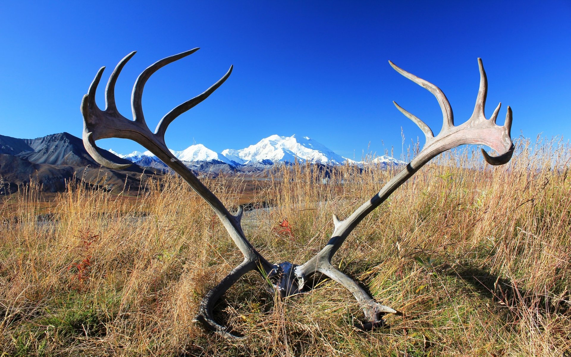 Photography Antler HD Wallpaper