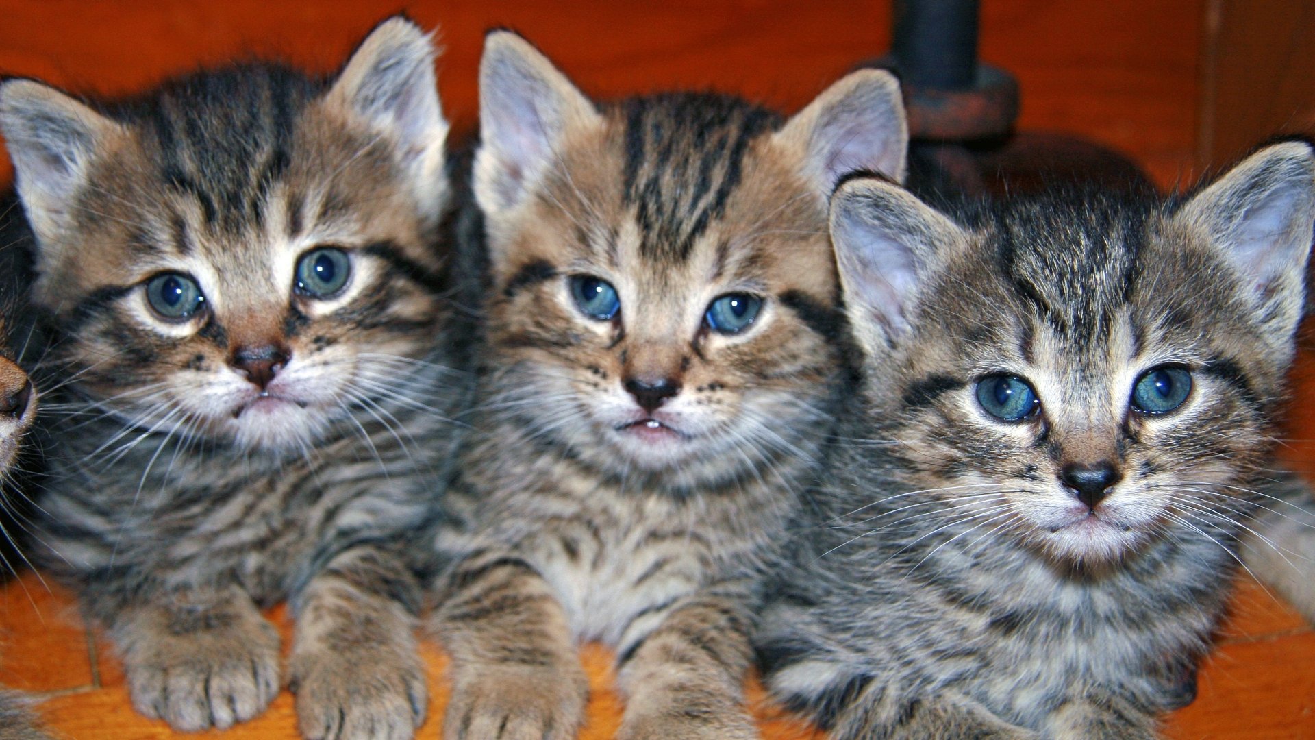 HD PC desktop wallpaper featuring a close-up of three adorable tabby kittens with blue eyes, showcasing their soft fur and curious expressions.