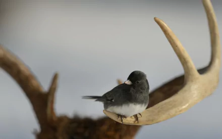 antler Animal bird HD Desktop Wallpaper | Background Image