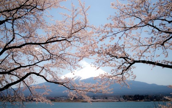 Nature Mount Fuji Volcanoes Spring Sakura Japan HD Wallpaper | Background Image