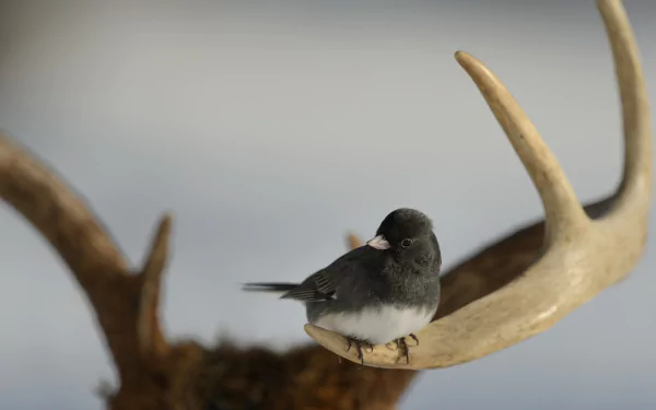 antler Animal bird HD Desktop Wallpaper | Background Image