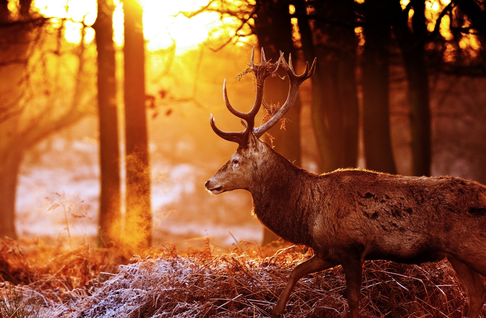 Animal Deer HD Wallpaper | Background Image