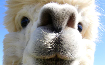 Animal alpaca HD Desktop Wallpaper | Background Image