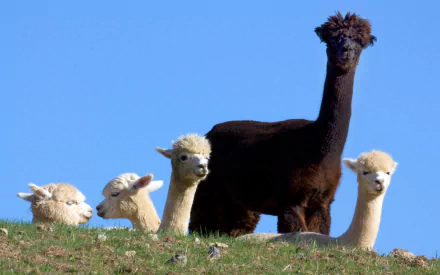 Animal alpaca HD Desktop Wallpaper | Background Image