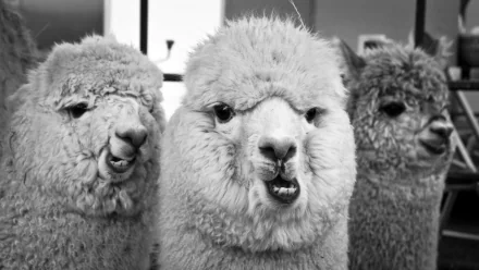 Animal alpaca HD Desktop Wallpaper | Background Image