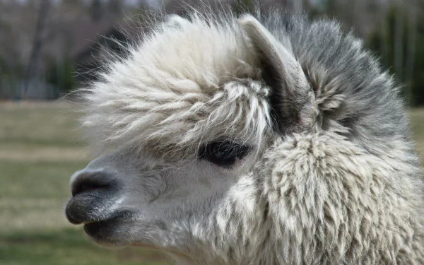 Animal alpaca HD Desktop Wallpaper | Background Image
