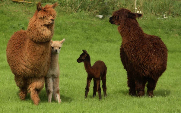Animal alpaca HD Desktop Wallpaper | Background Image