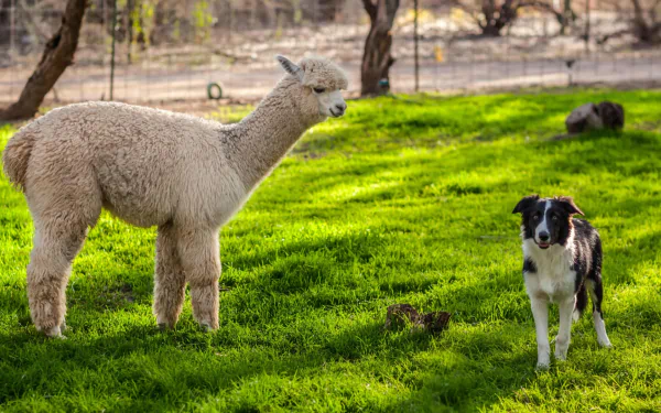 Animal alpaca HD Desktop Wallpaper | Background Image