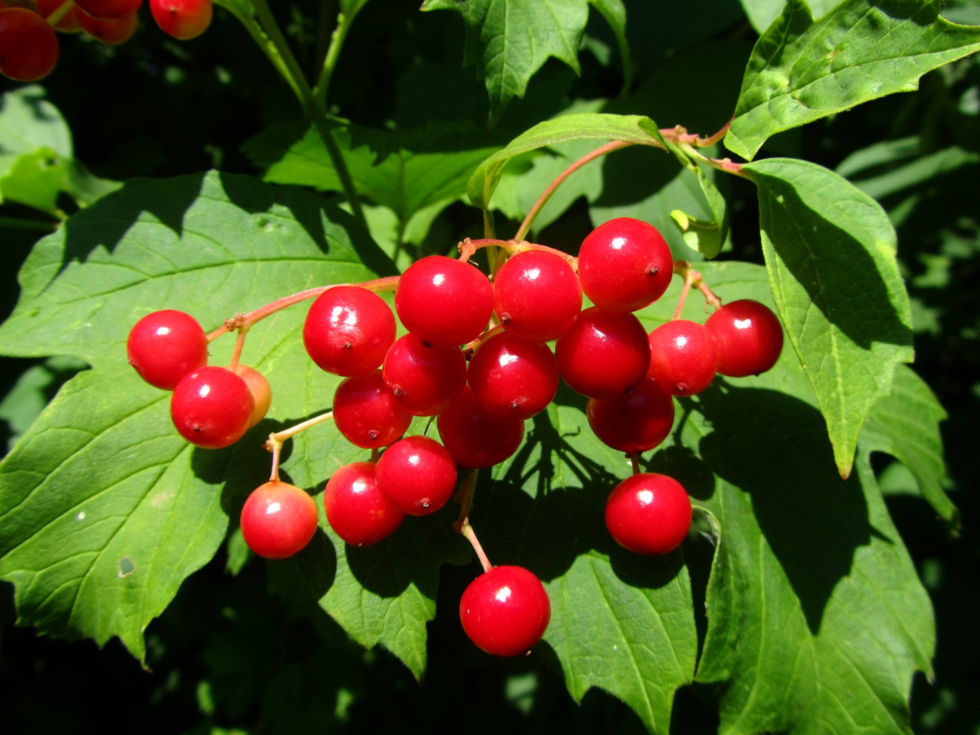 Download Food Berry 4k Ultra HD Wallpaper by Vergilius