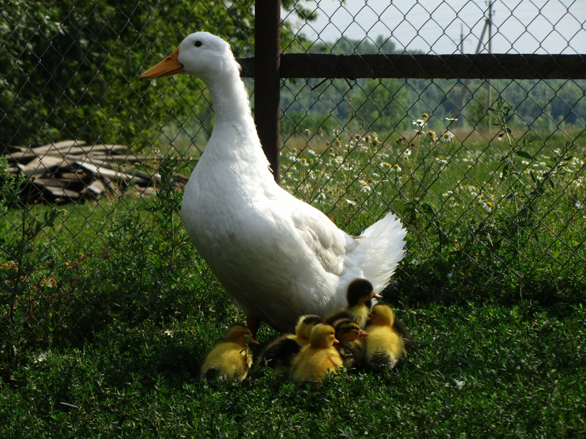 Download Animal Duck 4k Ultra HD Wallpaper by Vergilius