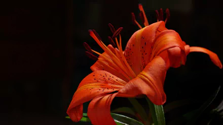 HD desktop wallpaper of an orange lily in bloom, showcasing its vibrant petals and dark background, highlighting the flower's natural beauty.