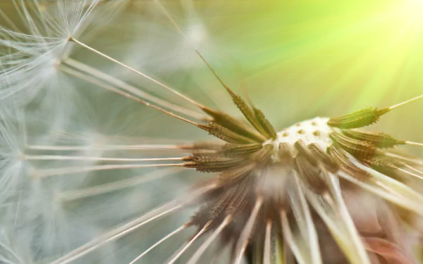 nature dandelion HD Desktop Wallpaper | Background Image