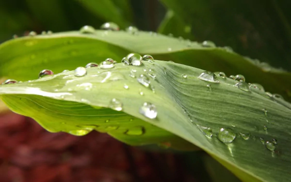 nature water drop HD Desktop Wallpaper | Background Image