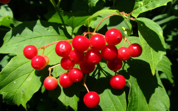 food berry HD Desktop Wallpaper | Background Image