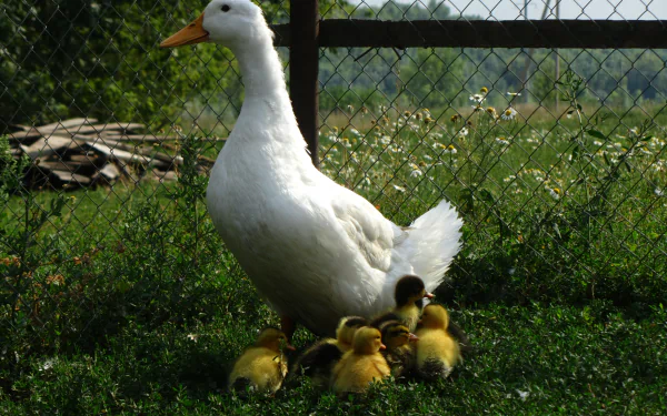 Animal duck HD Desktop Wallpaper | Background Image