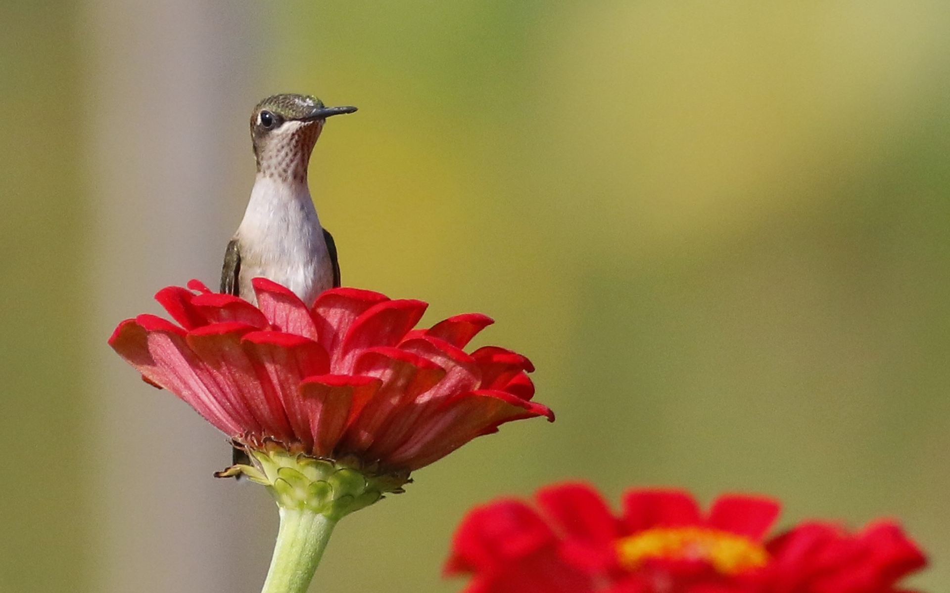 Humming Biird Full HD Fond d'écran and Arrière-plan 