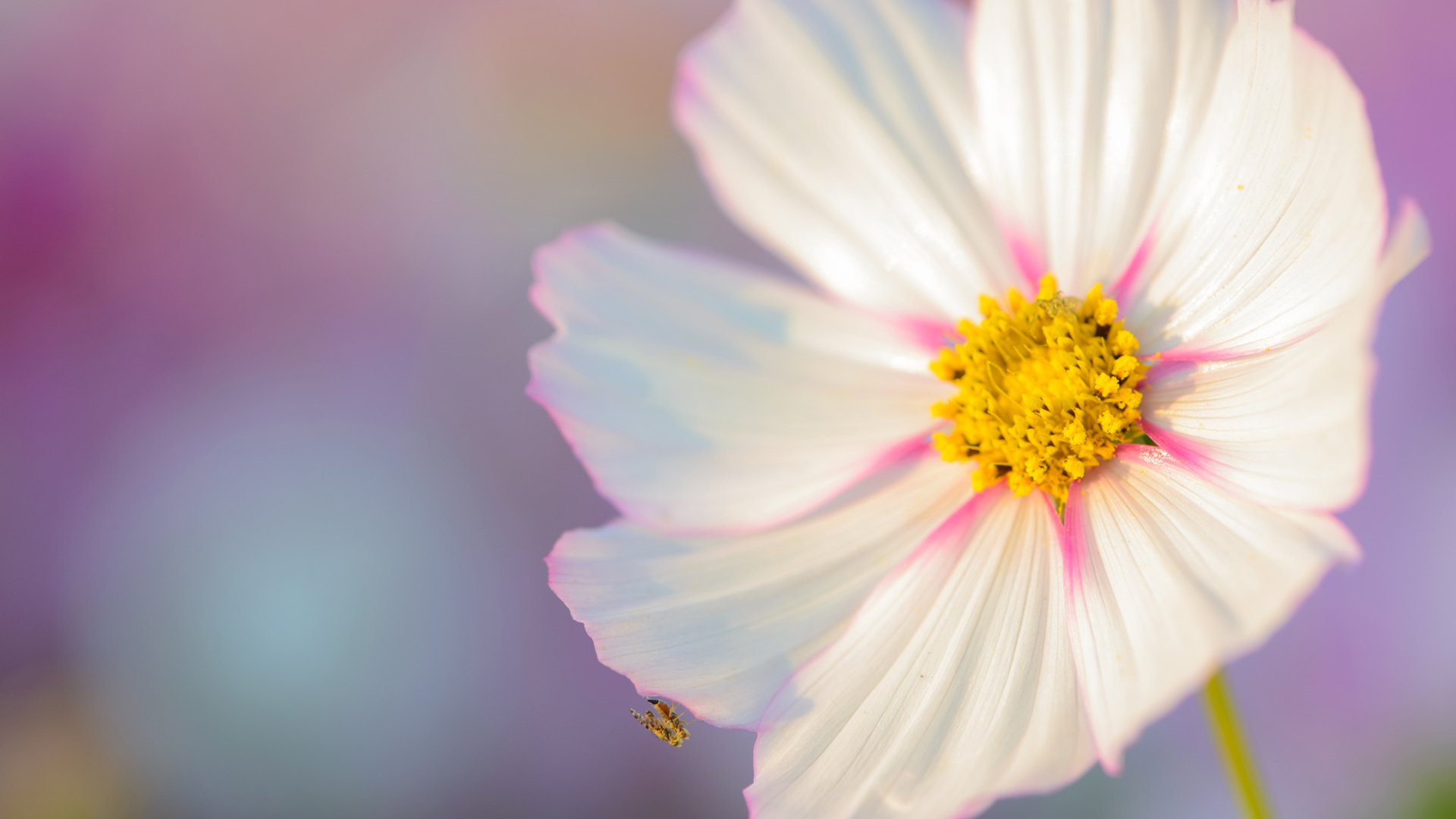 Download Nature Flower 4k Ultra HD Wallpaper