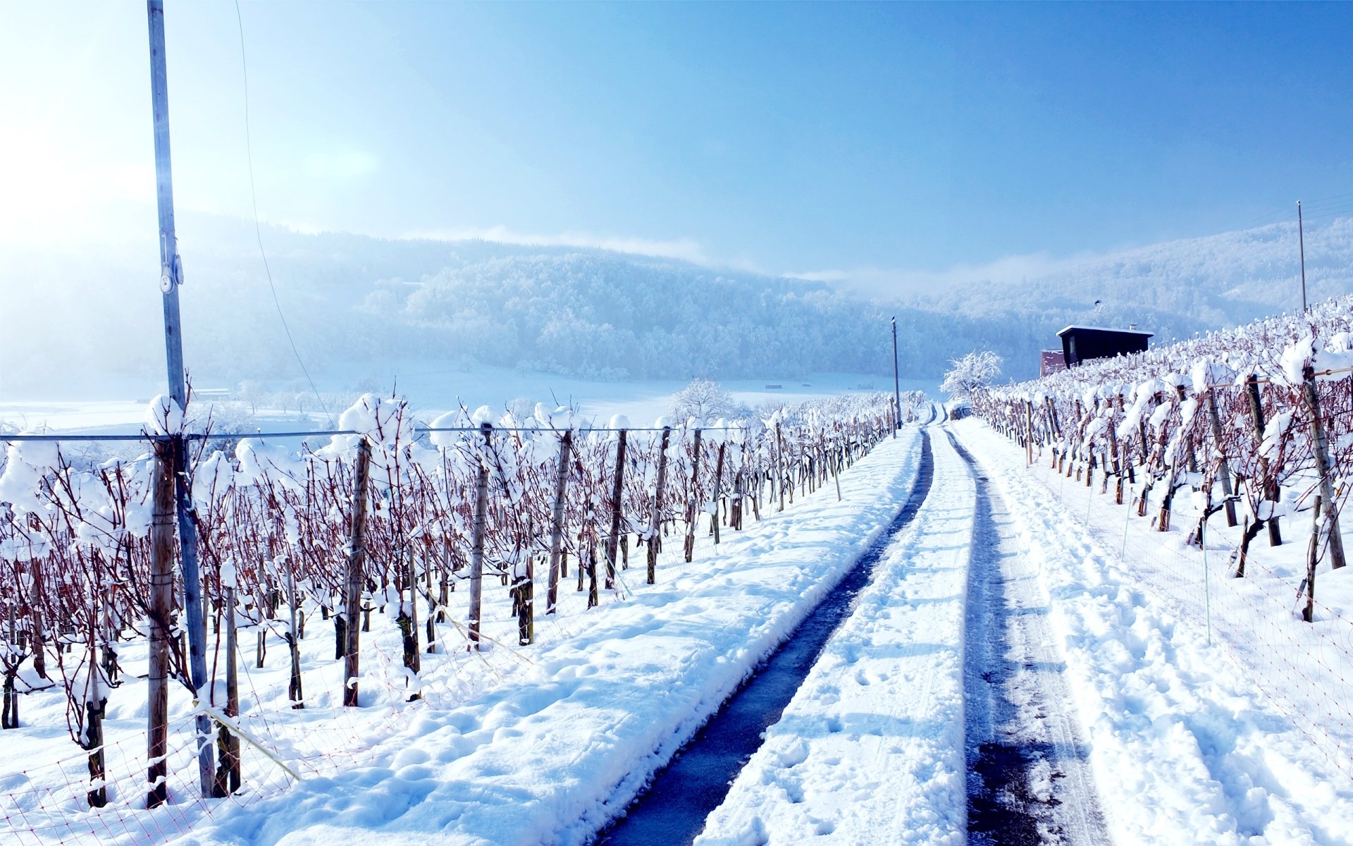 2K Quad HD PC desktop wallpaper and background: winter landscape of a snow-covered vineyard, rows of vines beside a man-made snowy path under a clear blue sky.