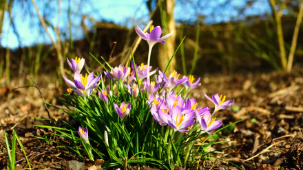 nature crocus HD Desktop Wallpaper | Background Image