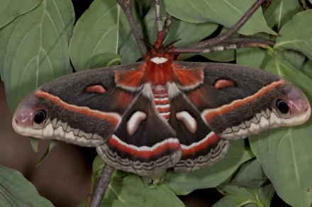 A vivid HD desktop wallpaper featuring a red Cecropia moth resting on green leaves, highlighting the intricate patterns of this striking insect in nature.