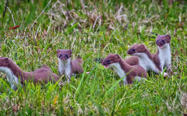 grass Animal Stoat HD Desktop Wallpaper | Background Image