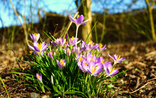 nature crocus HD Desktop Wallpaper | Background Image