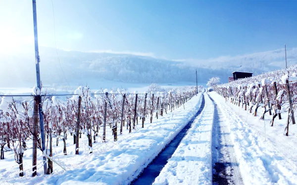  Vineyard in Winter by Vu Minh Hai