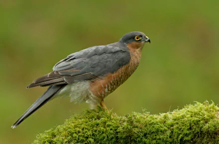 Animal falcon HD Desktop Wallpaper | Background Image