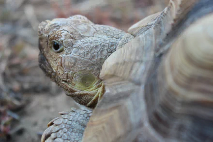HD desktop wallpaper featuring a close-up of a Sulcata Tortoise peering at the camera.