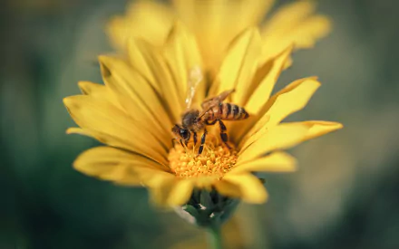 yellow flower Animal bee HD Desktop Wallpaper | Background Image