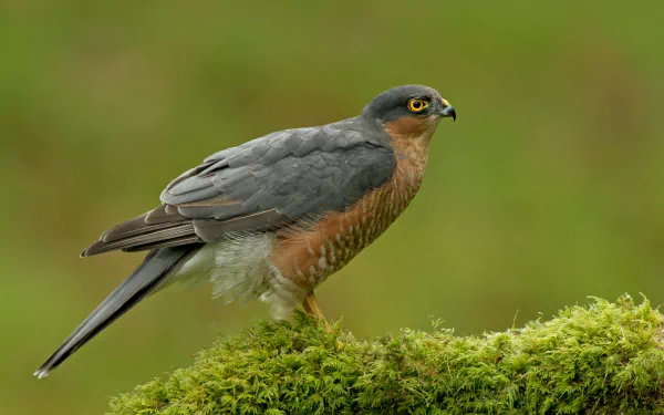 Animal falcon HD Desktop Wallpaper | Background Image