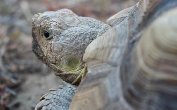 HD desktop wallpaper featuring a close-up of a Sulcata Tortoise peering at the camera.