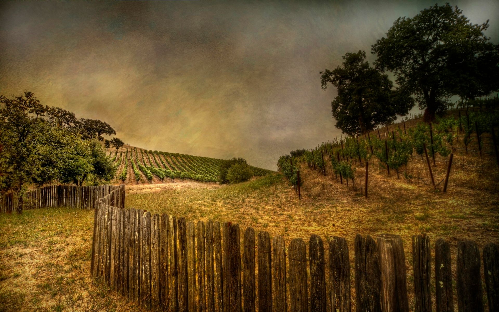 Download Man Made Vineyard HD Wallpaper