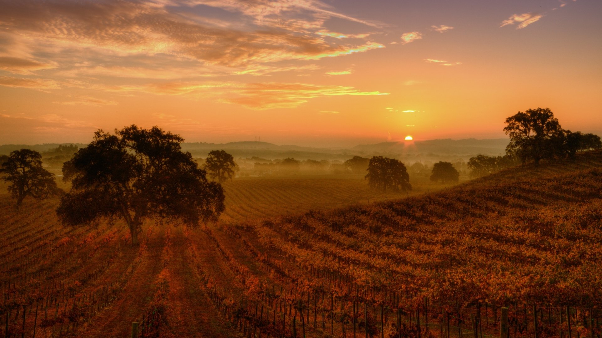Download Man Made Vineyard HD Wallpaper