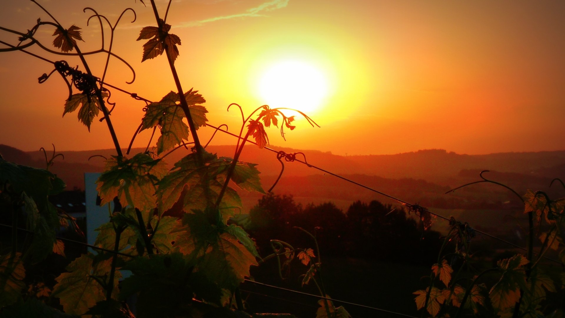 Download Man Made Vineyard HD Wallpaper