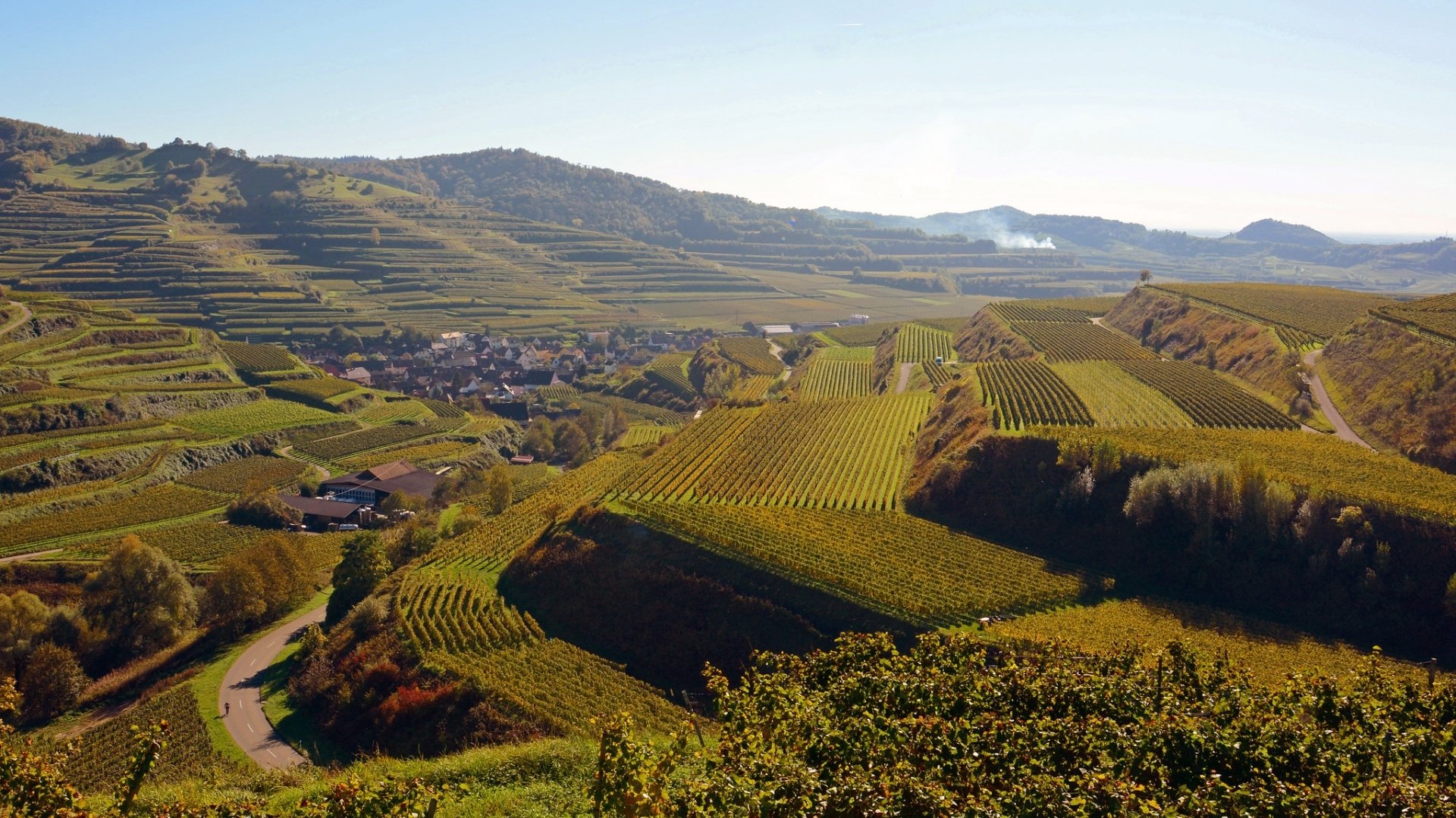 Download Man Made Vineyard HD Wallpaper